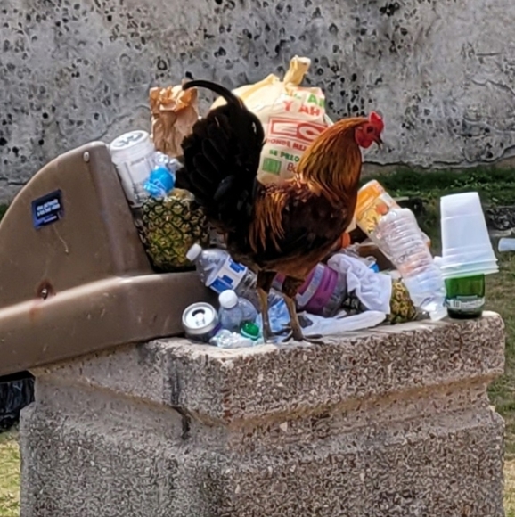 Meet your Posher, Tau Cygna V - Picture 1 of 1